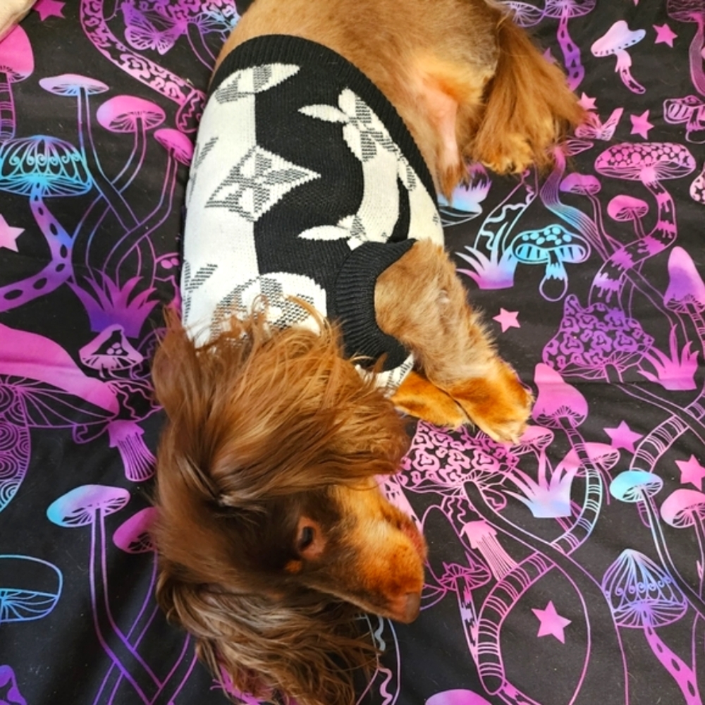 New Louisvuitton Dog Sweater 🐕❤️ - Picture 4 of 14